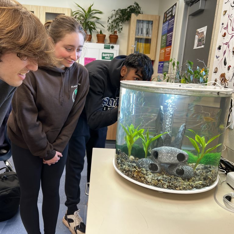 AP Biology students looking at a fish tank for genetically modified fish - funded by CAF-PTSA mini grants