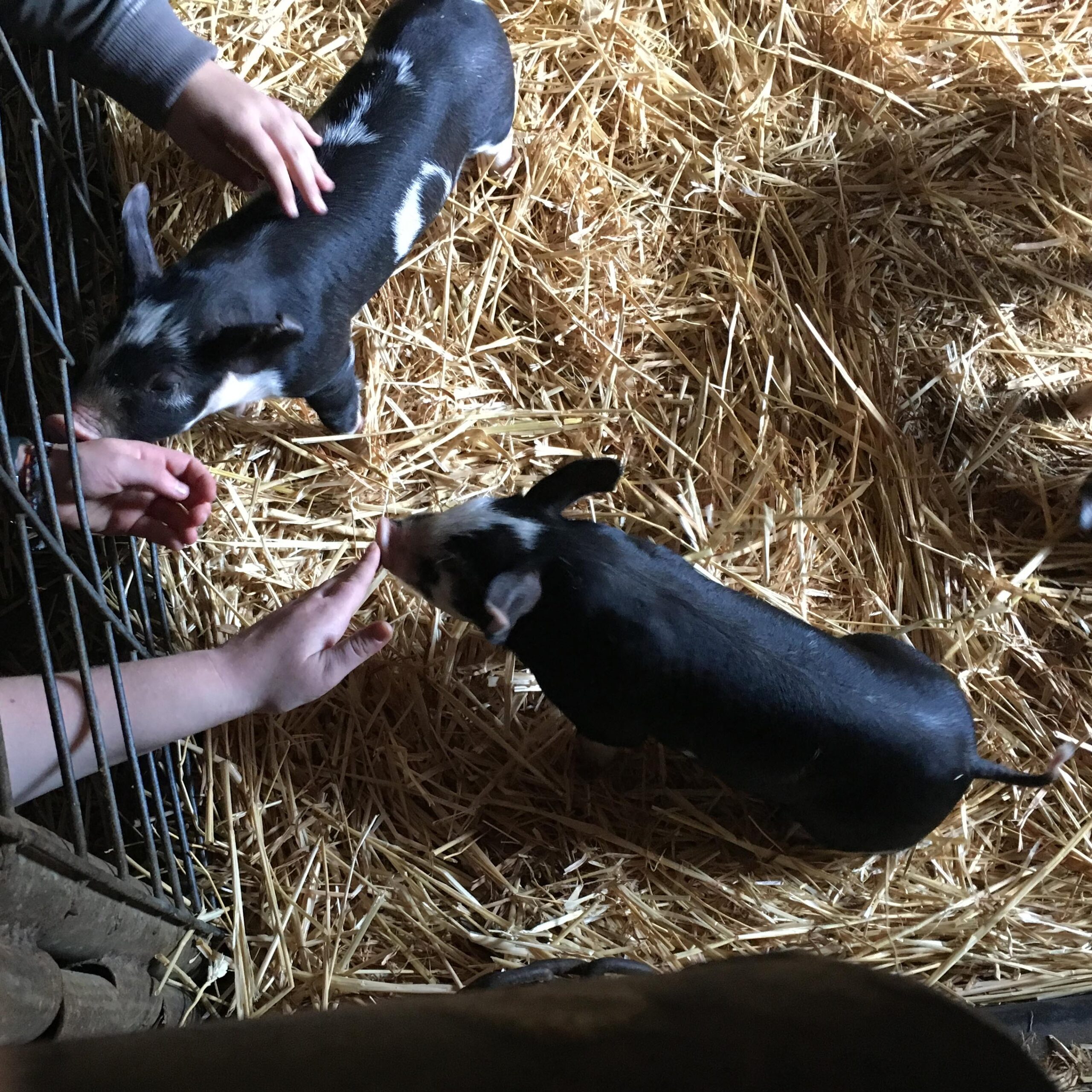 AP Environmental Science students with two piglets